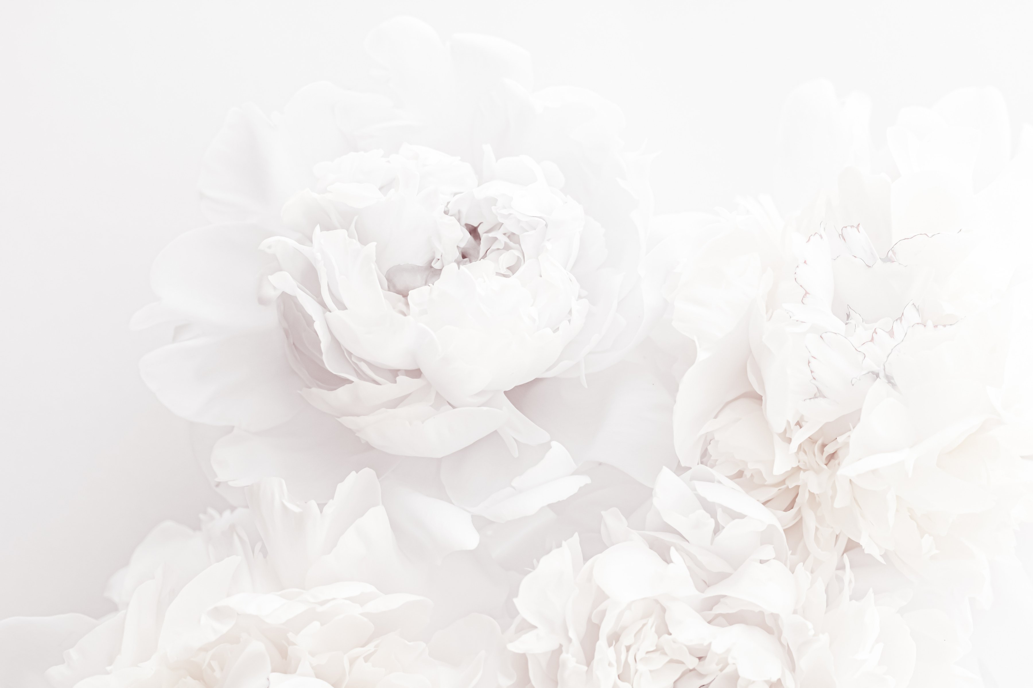 Pure White Peony Flowers as Floral Art Background