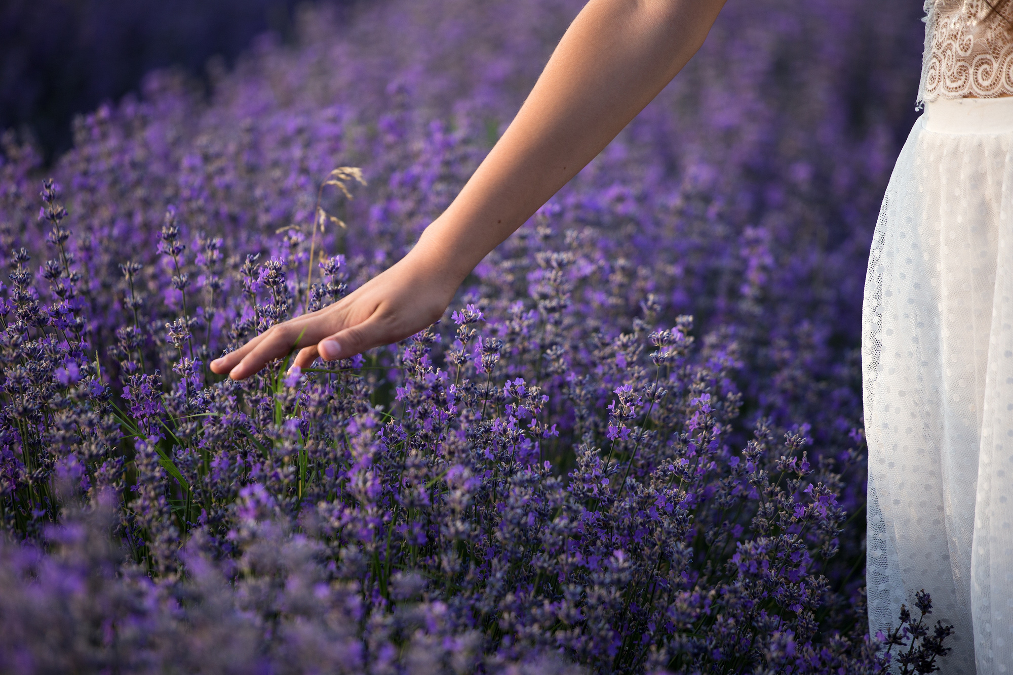 Woman Touching Lavenders in the Field